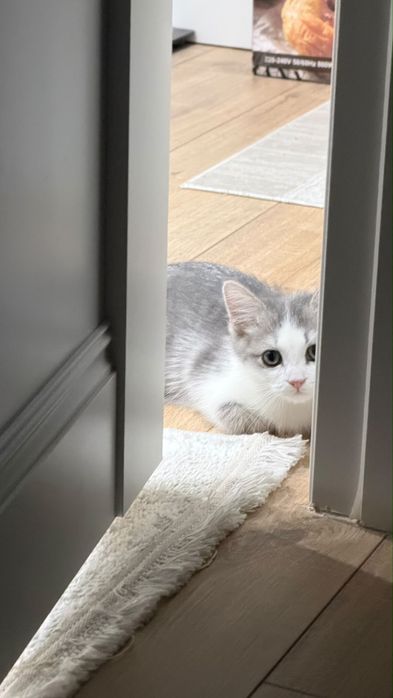 Котенок домашний