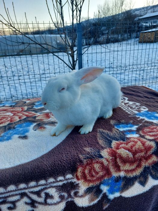 Vând iepuri Uriași de Transilvania