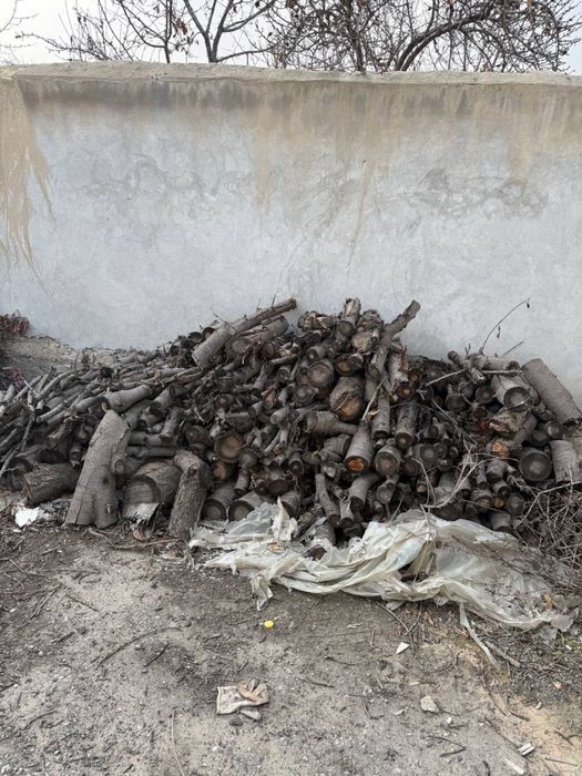 Otin shox g’ola o’tin