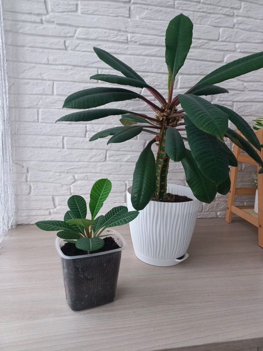 Молочай беложильчатый