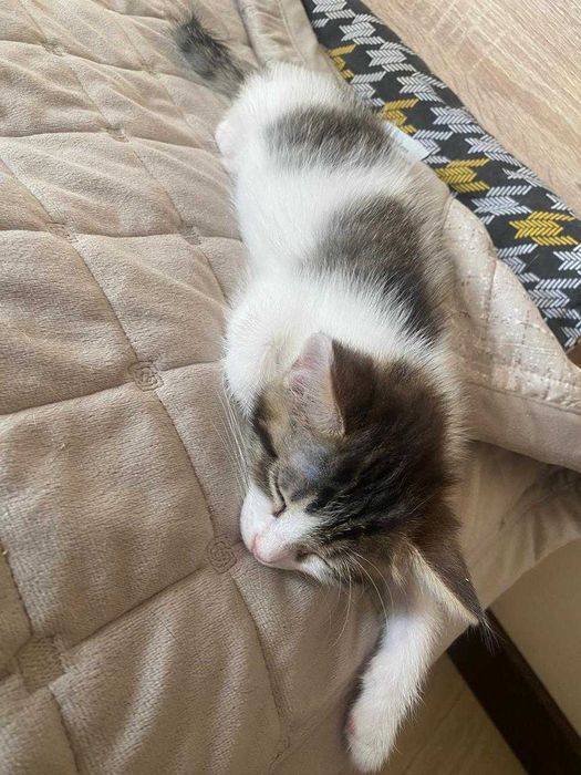 Котята. Отдам в добрые руки.