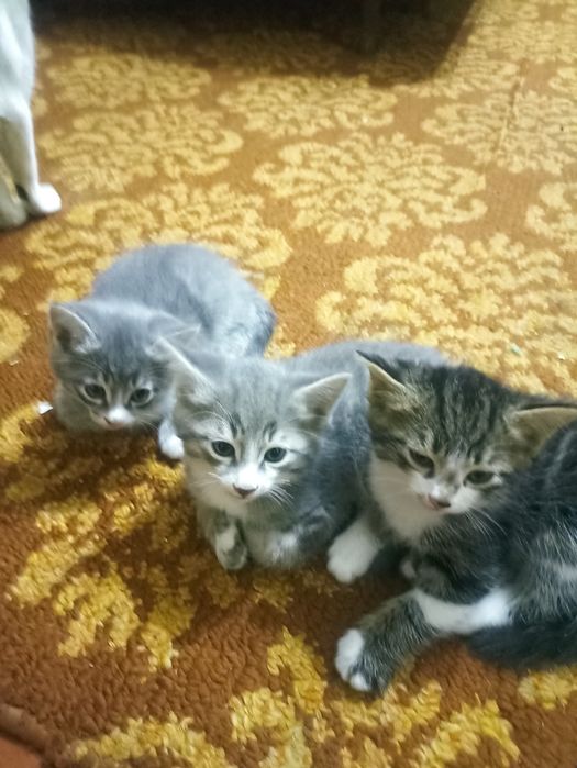 Котята в добрые руки