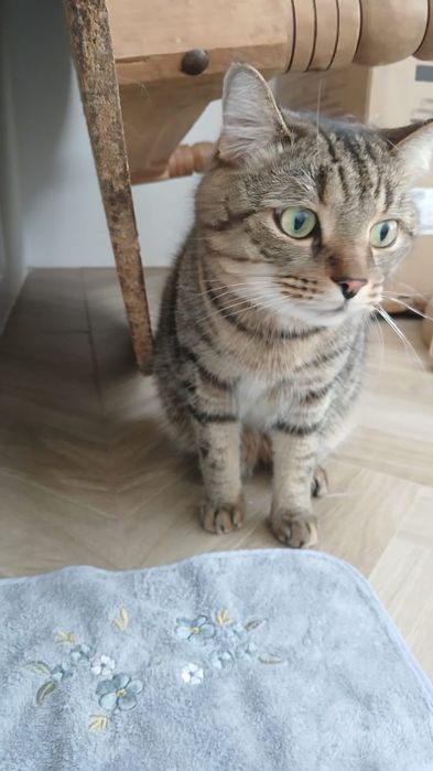 Кот домашний, даром