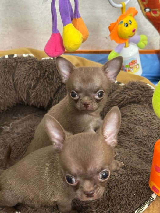 Очаровательные щенки чихуахуа.