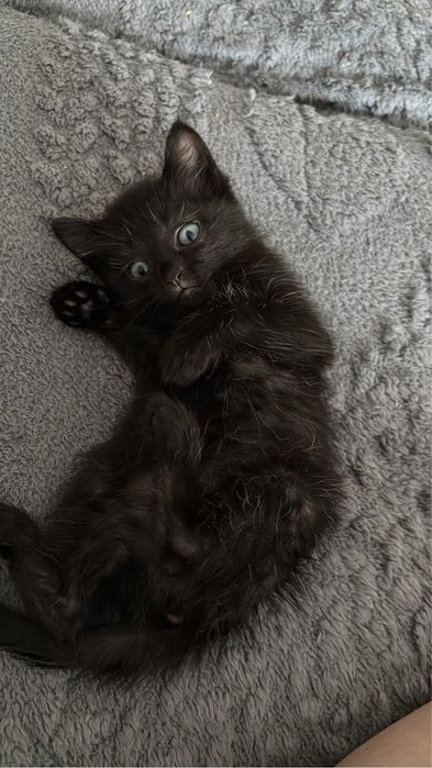 Котенок девочка.
