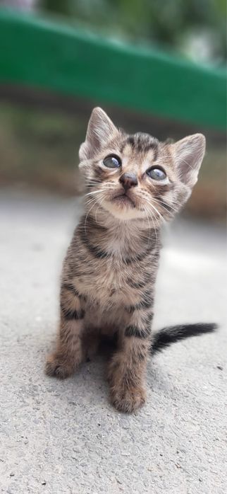 Котенок в добрые руки , девочка лапочка