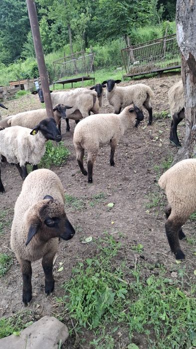 Mielute si berbecuti Suffolk