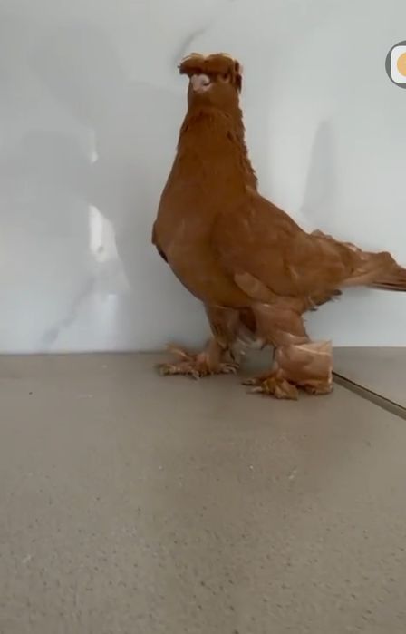 Продам голубей...