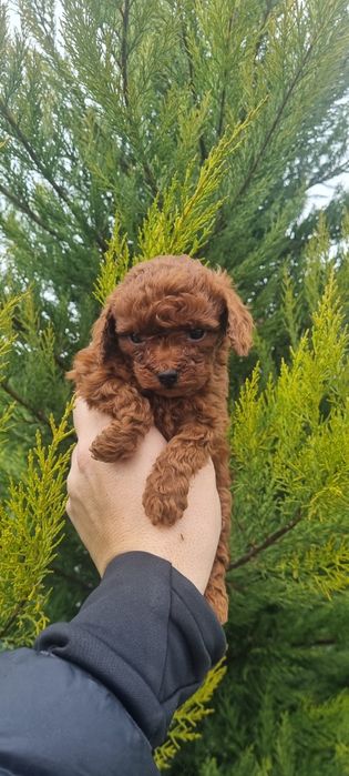 Пудел той пуделче