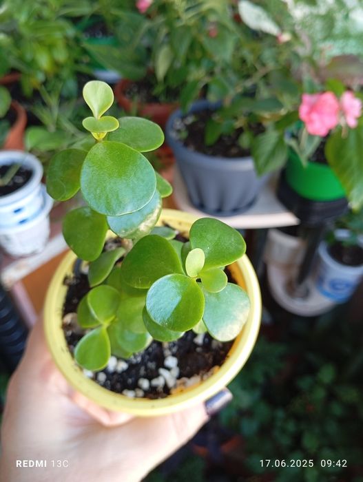 Продам цветы по 1000 тенге