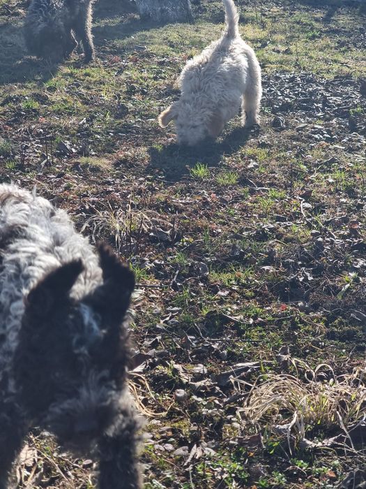 Lagotto își caută stăpân