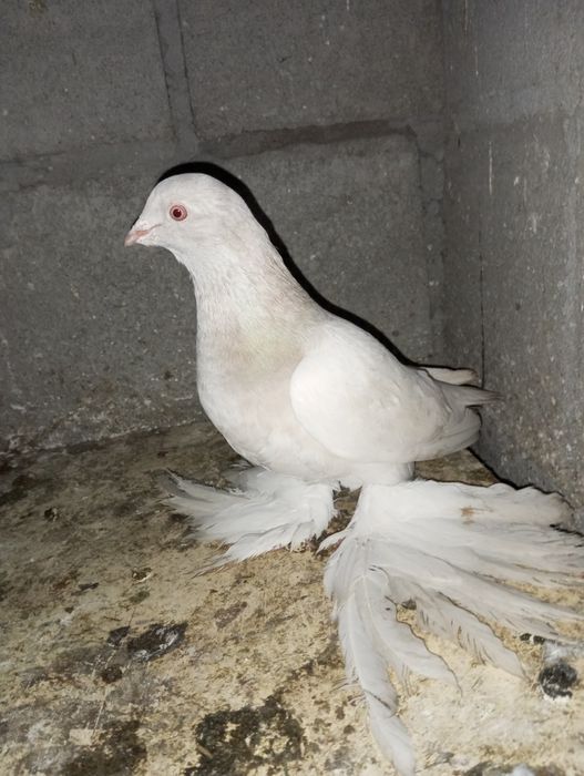 Молодая тасманка начала гребсти.пишите на ватцап