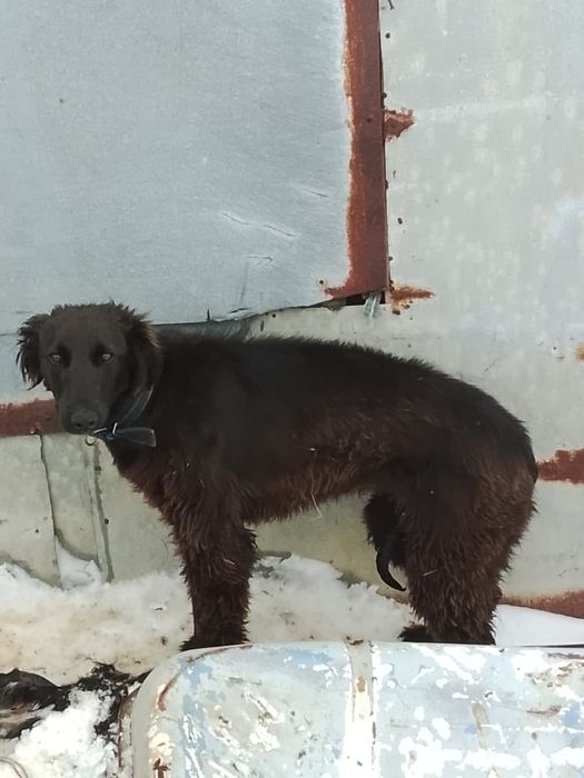 Тазы шашақ күшік сатылады