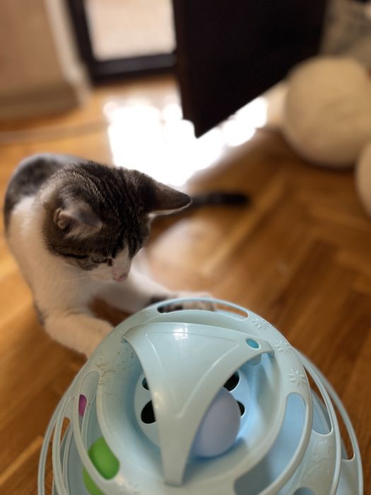 отдаём котенка-мальчика бесплатно