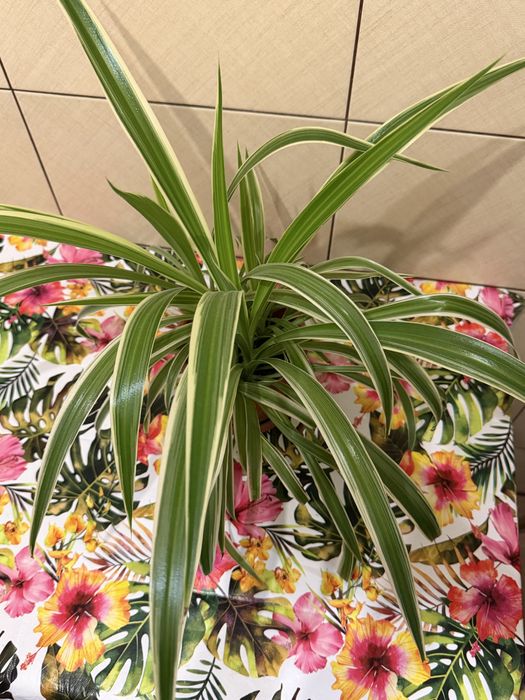 Planta pǎianjenului (Chlorophytum comosum)