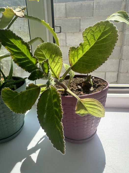 Комнатные растения