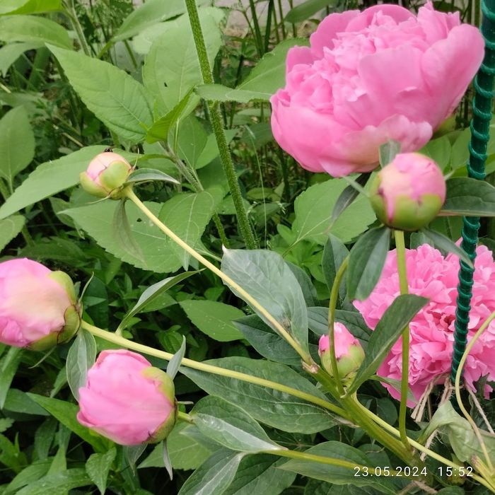 Корни пиона розового