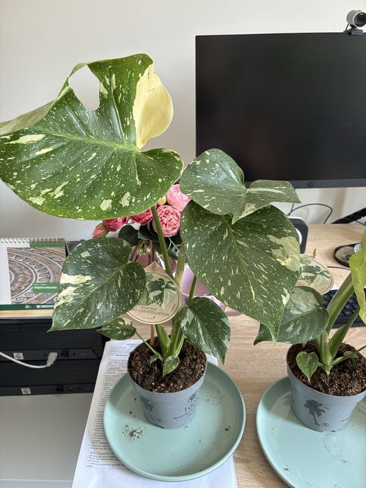Филодендрон Thai Constelation Monstera Deliciosa Монстера Делисиоса