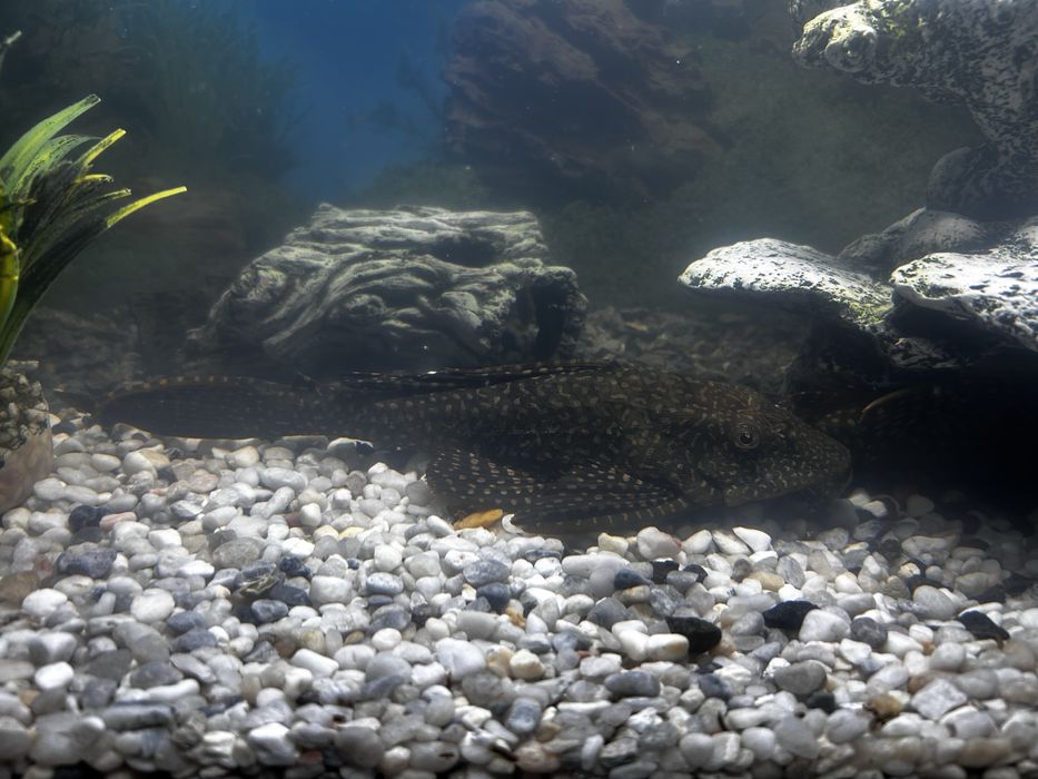 Pesti acvariu sanitari Hypostomus plecostomus