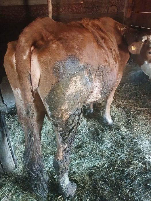 Vacă de vânzare ultima lună dea făta