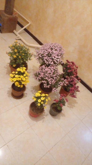 Хрезентама  гули