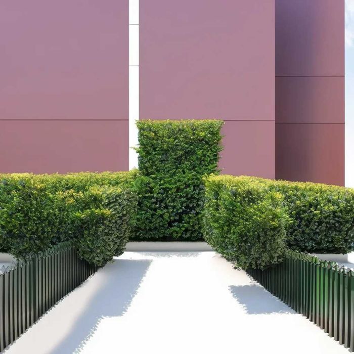 Ligustrum, Gard Viu , Arbust perfect !