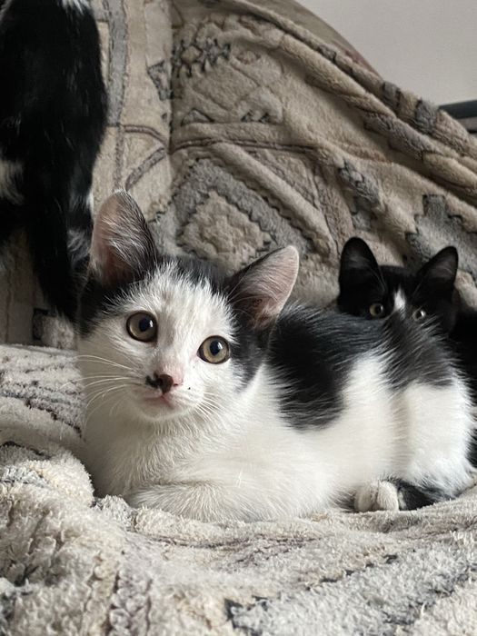 отдам котят 2 месяца