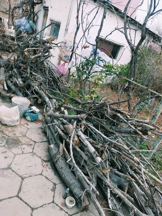 O'tin  bor yong'oq daraxtniki