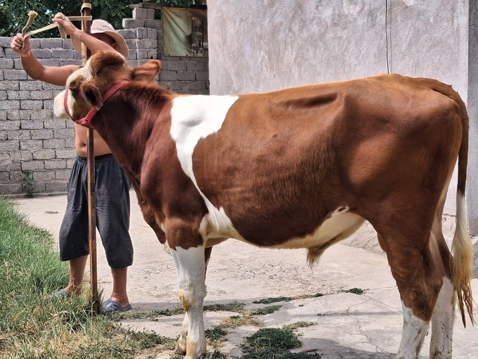 Buqa Simmental .