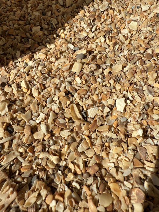 Ракушка кормовая речная