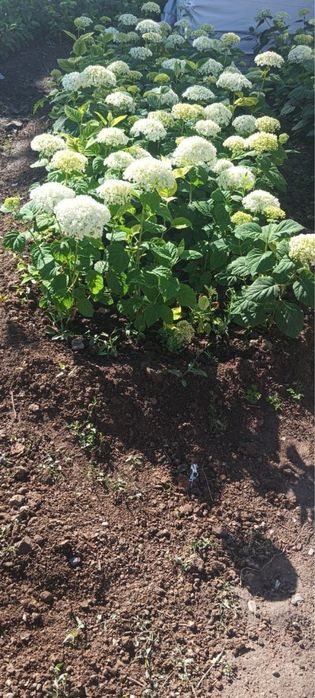 Gartenziya oq gul
