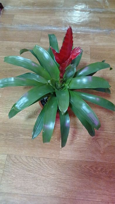 Комнатные растения от 2500