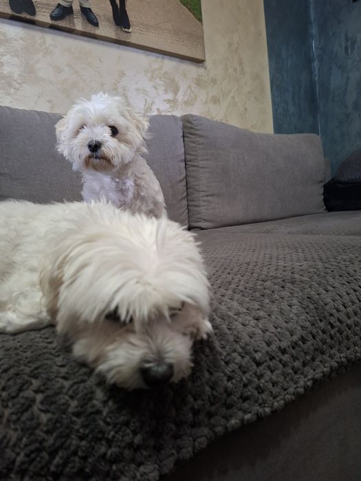 Bichoni  talie mică