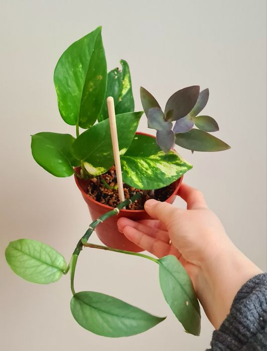 Эпипремнум Хэппи лиф