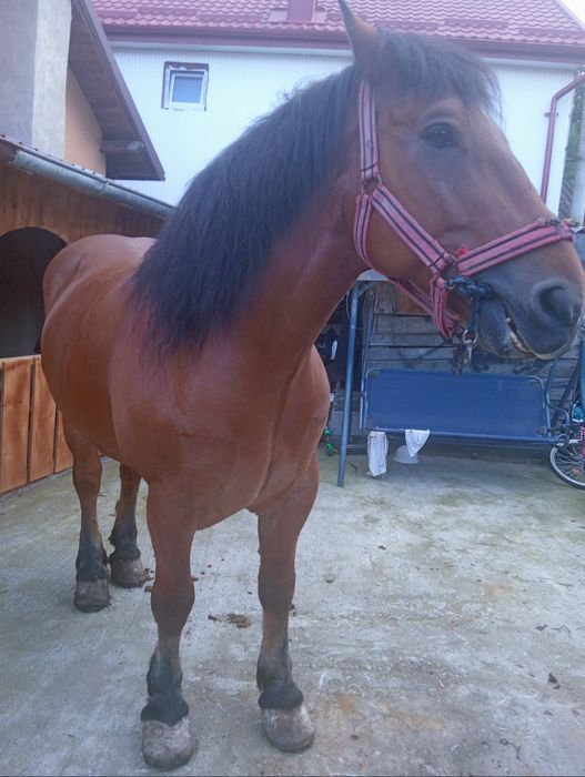 De vanzare cal  castrat