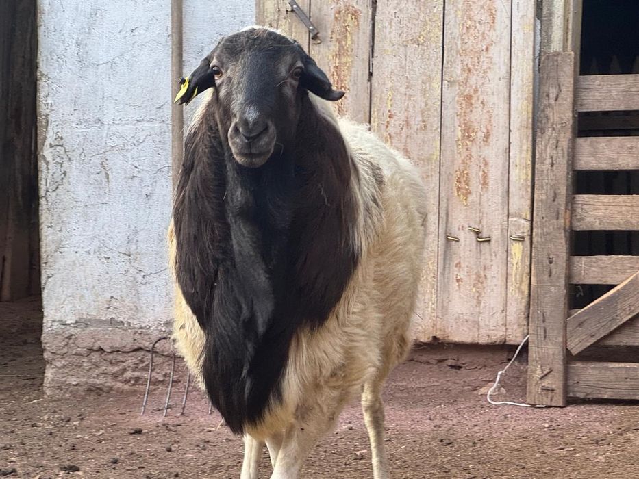 Продается кошкар на откорме