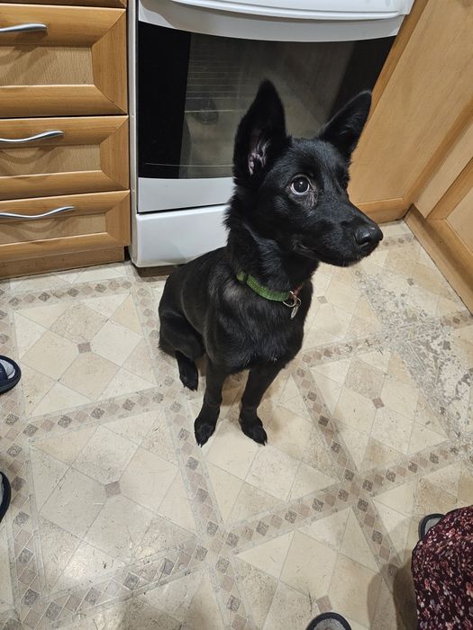 Отдаётся собака, собака ищет дом