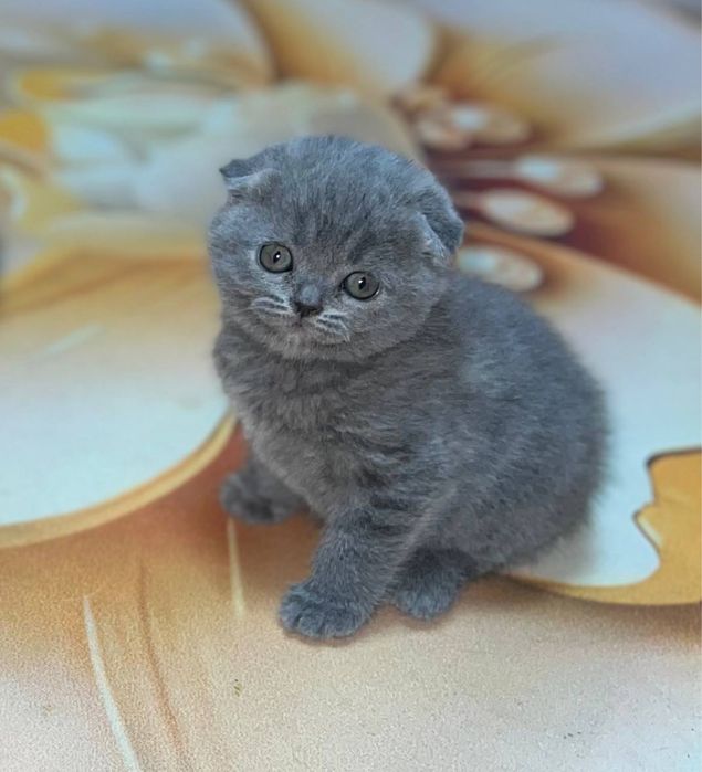Britaniskiy shorthair