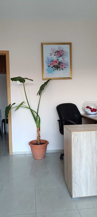 Трилистник - 150 см за дома или офиса