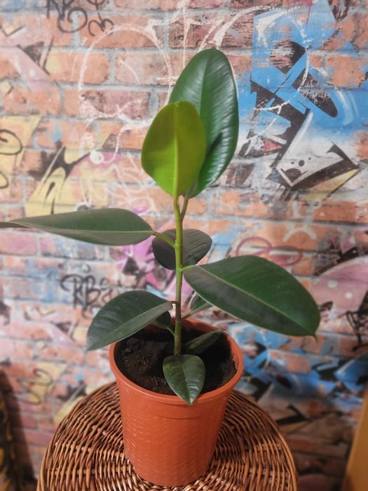 Продам цветы от 500 до  5000