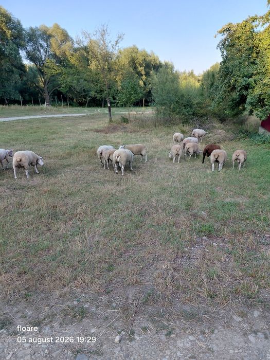 Oi berbec texel 12 bucati