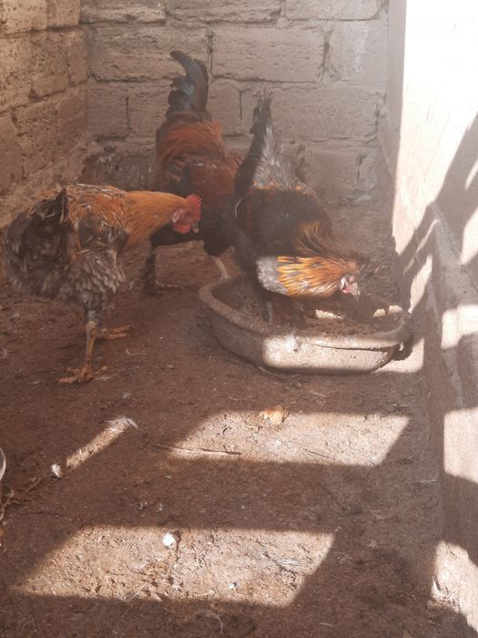 Петух/ Әтеш сатылады