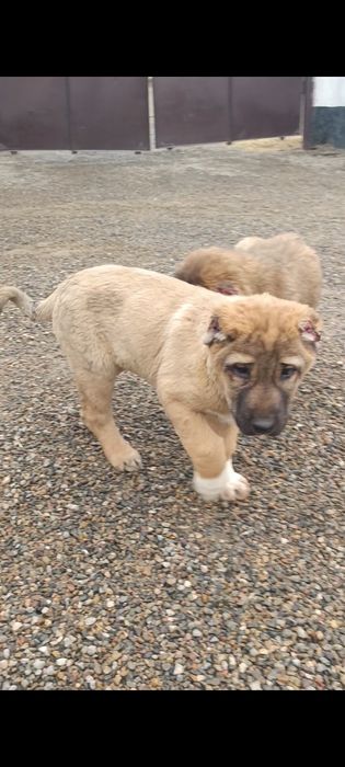 Продам щенков САО Алабая