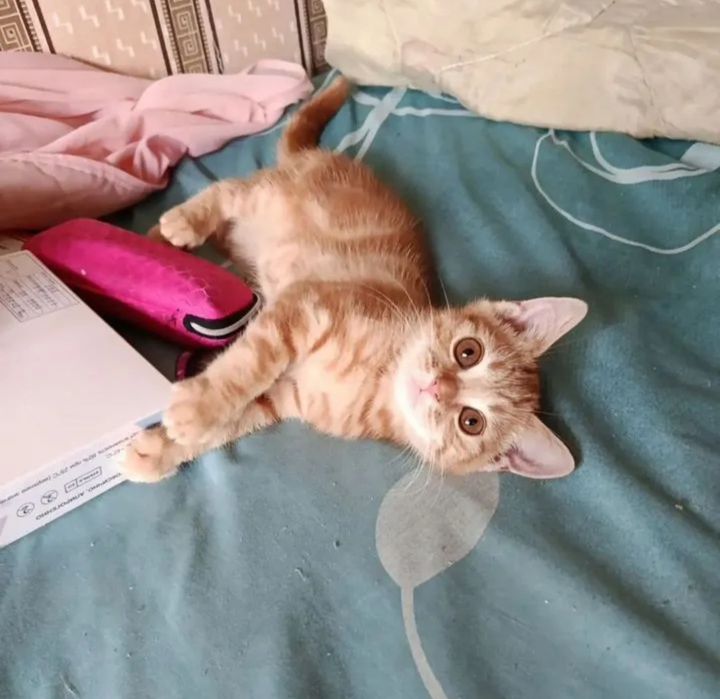 Котята скотиш страйт