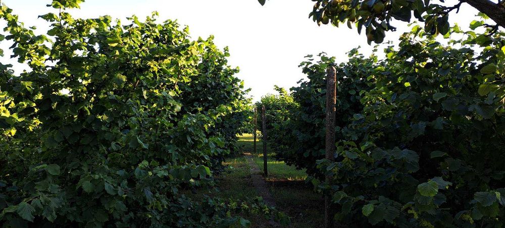 Продавам къща и два парцела. Гр.Завет, област Разград