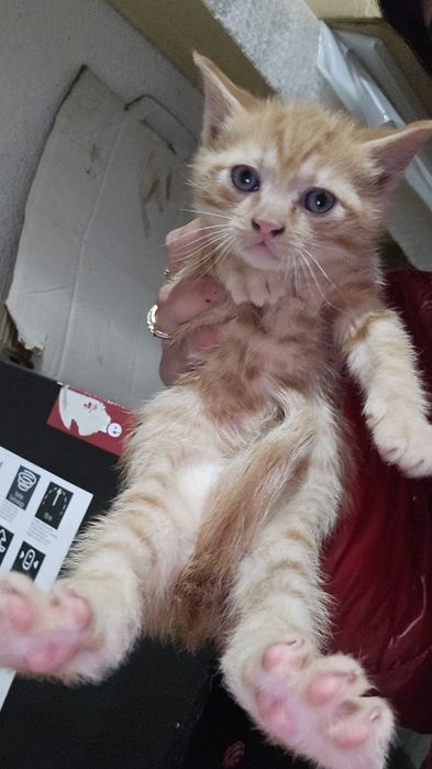 Pisici mici de adoptat