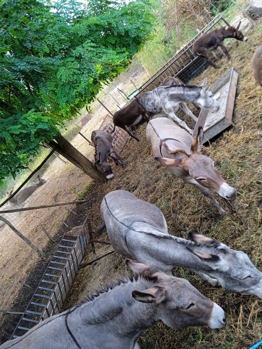 Buna ziua va așteptăm la ferma noastră de Măgărițe  cu lapte proaspăt