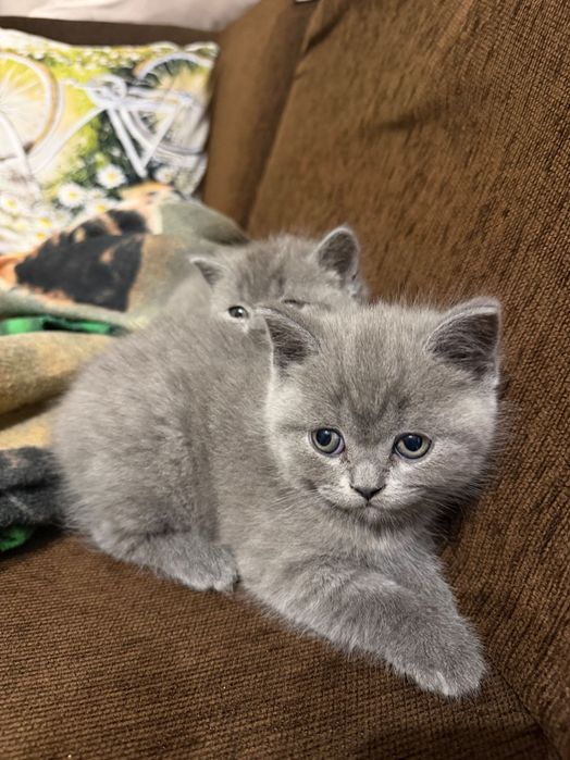Британски котенца