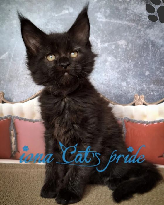 Котята мейнкун черный дым