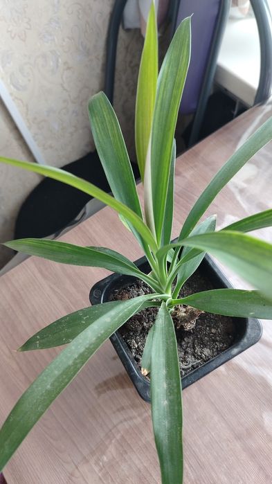 Цветочки,цена 500тенге